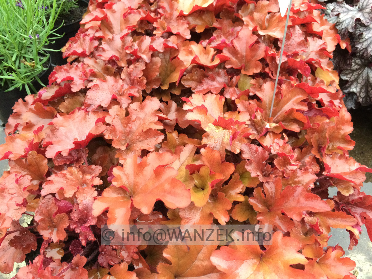 Heuchera Hybride Berry Smoothie 50cm - Bluete 5-7.JPG